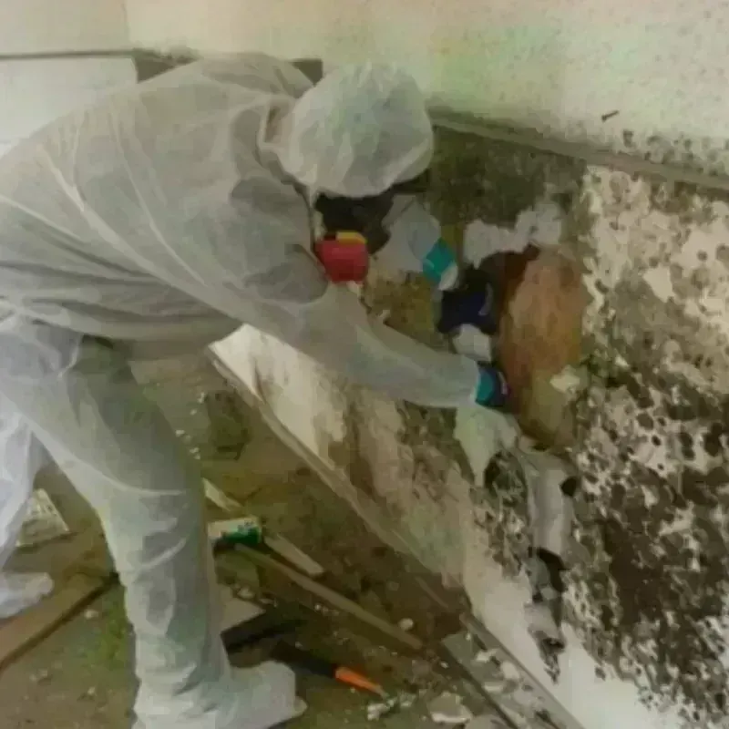 Mold Remediation and Removal in Colwyn, PA